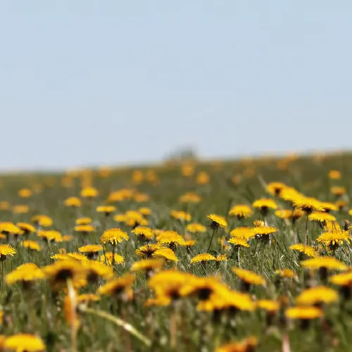 Wiese mit Löwenzahn