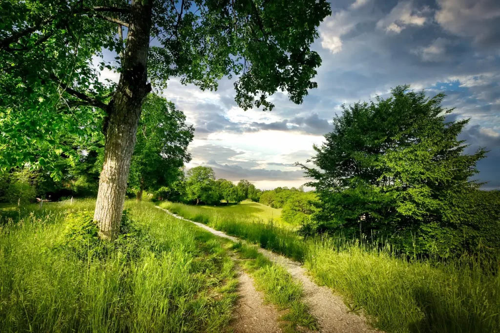 Feldweg mit Bäumen und hohem Gras